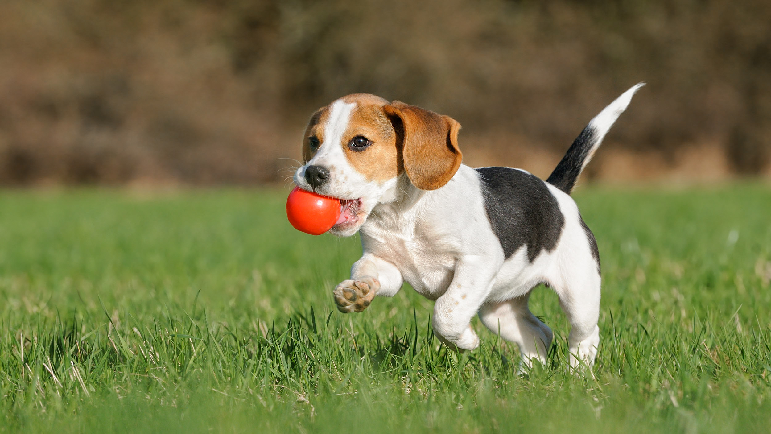 puppy running