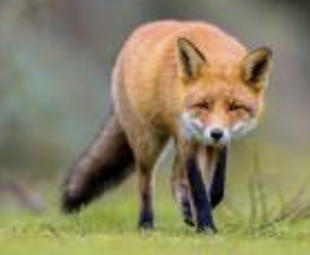 red fox alt text - Cloudinary