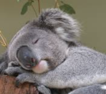 koala