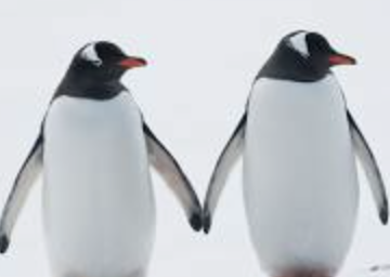 Penguins