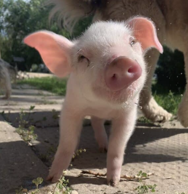 Farm animal Alt Text from Cloudinary
