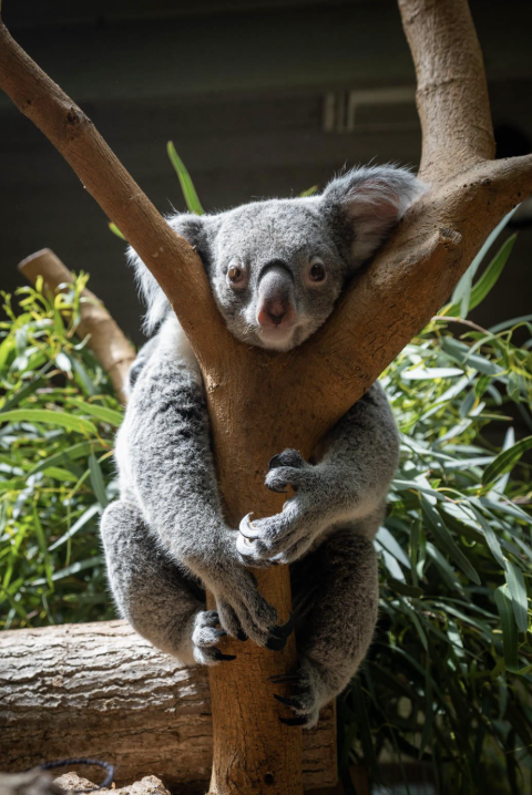 this is a Koala in a tress
