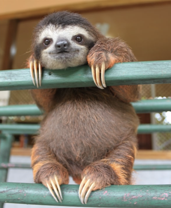 Alt Sloth handing around