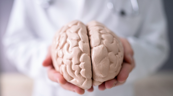 Brain
