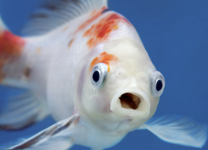 Surprised Fish