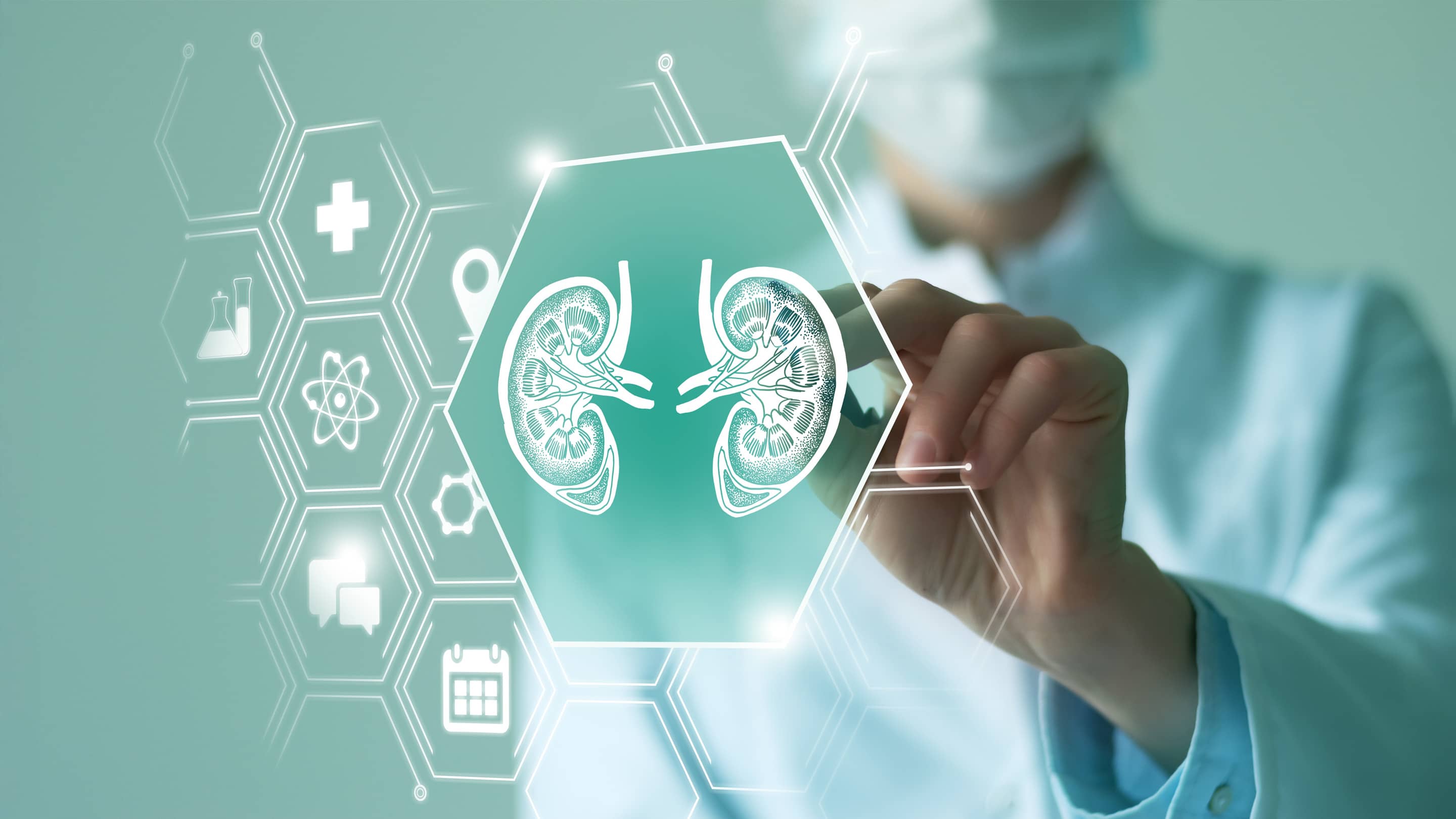 Dr. working with a digital image of a kidney on a screen.
