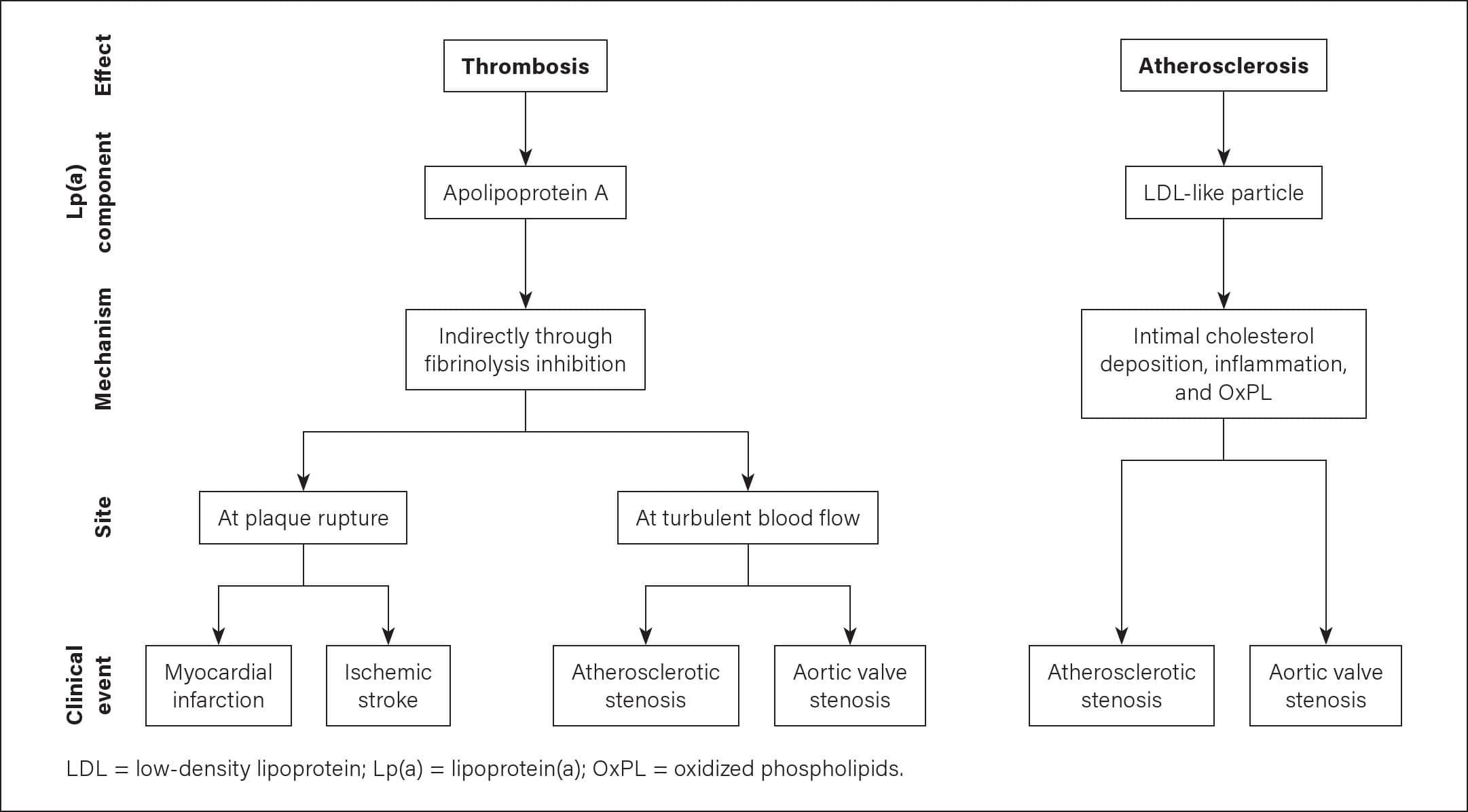 Coronary Artery Disease Risk Assessment and Noninvasive Testing ...